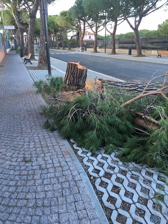 Albenga, Ciangherotti e Perrone: "La supercazzola nostrana... dei 43 pini salvati da Riccardo Tomatis e WWF in via Einaudi" Albenga, Ciangherotti e Perrone: "La supercazzola nostrana... dei 43 pini salvati da Riccardo Tomatis e WWF in via Einaudi"