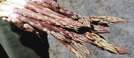 Albenga in Tavola: asparago violetto protagonista, incontrerà la battuta di fassona