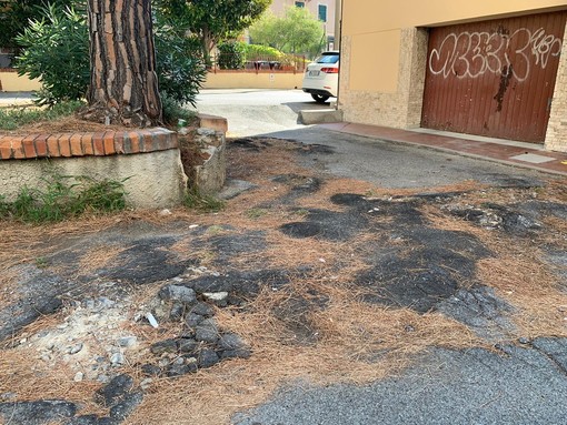 Alcune radici pericolanti tra via Madonna e via Conti Vacca