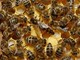 Clima, Coldiretti: &quot;Finta primavera risveglia in anticipo le api liguri&quot;