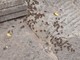 Sciame di api in Piazza delle Erbe ad Albenga, interviene un apicoltore