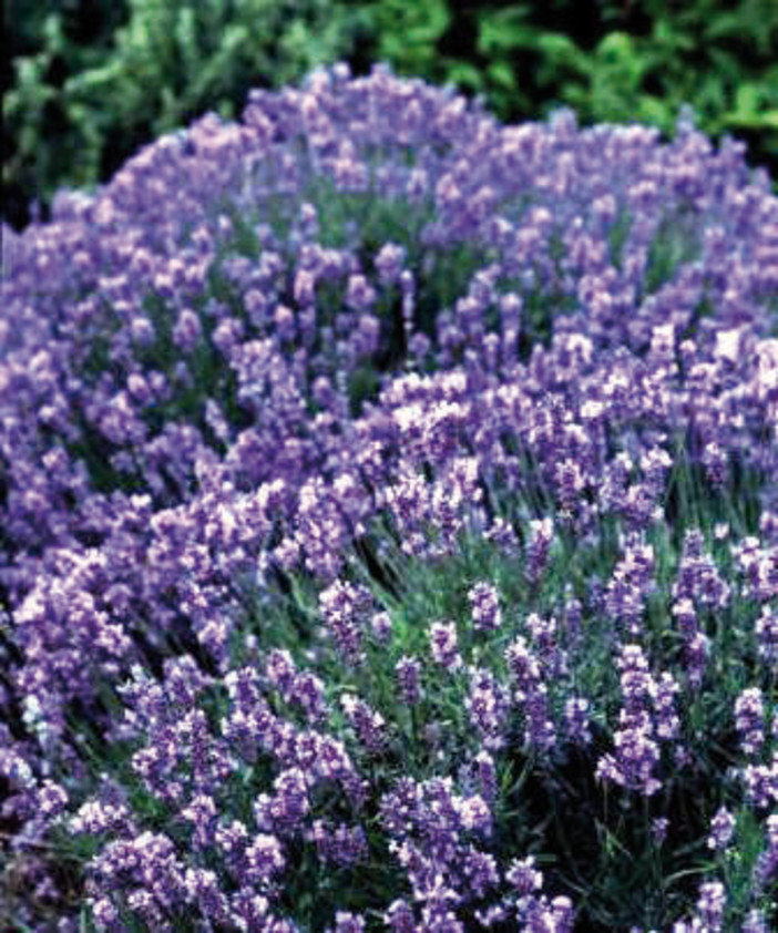 Nava, è pronto il primo calendario delle Feste del Territorio per i 100 anni di Lavanda Nava, è pronto il primo calendario delle Feste del Territorio per i 100 anni di Lavanda