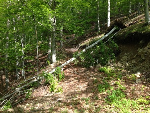 Albissola Marina, al via all'abbattimento degli alberi pericolanti