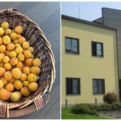 Quiliano, rubano le albicocche delle scuole medie di Valleggia: l'ira della dirigente scolastica corre sui social Quiliano, rubano le albicocche delle scuole medie di Valleggia: l'ira della dirigente scolastica corre sui social