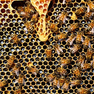 Noli celebra le api: domenica 26 maggio la seconda edizione del &quot;World Bee Day&quot;