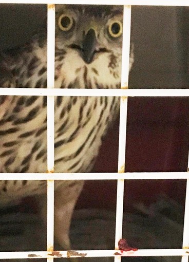 Noli,  soccorso un astore ferito dai volontari della Protezione Animali Savonese