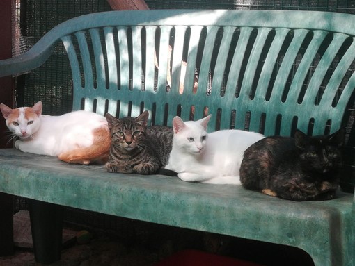 Albissola: i bimbi che hanno frequentato Bagni Acqua Limpida aiutano il gattile "Amico Gatto" Albissola: i bimbi che hanno frequentato Bagni Acqua Limpida aiutano il gattile "Amico Gatto"