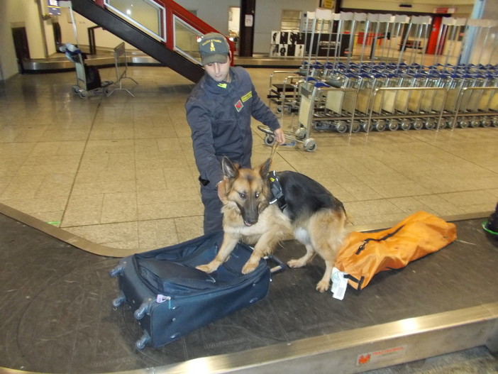 Arrestato a Genova un peruviano con 8 kg di cocaina. Era destinata al mercato dell'Italia Nord-Occidentale Arrestato a Genova un peruviano con 8 kg di cocaina. Era destinata al mercato dell'Italia Nord-Occidentale