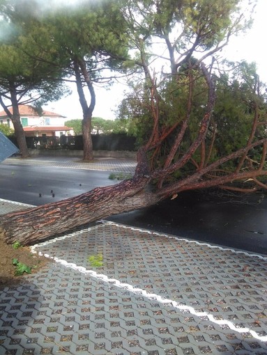 Alberi pericolanti: maxilavoro in tutta la provincia per i vigili del fuoco Alberi pericolanti: maxilavoro in tutta la provincia per i vigili del fuoco