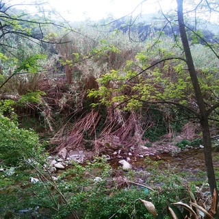 Finale Ligure: situazione “a rischio” per le sponde del torrente Pora a Perti?