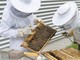 Regione, 76 mila euro per sostenere l'apicoltura