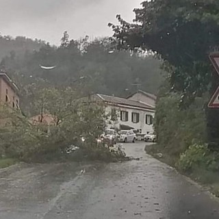 Cosseria, albero caduto sulla Sp 28bis in località Marghero (FOTO)