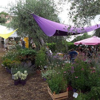 Andora: torna la festa delle erbe officinali a Rollo