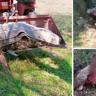 Ancora un attacco dei lupi a Ferrania, sbranate due pecore (FOTO)