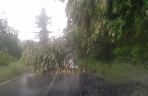 Maltempo a Mallare: alberi piegati, fiumi ingrossati e argini erosi nella zona industriale Maltempo a Mallare: alberi piegati, fiumi ingrossati e argini erosi nella zona industriale