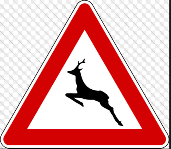 Animali selvatici invadono la Provincia di Savona creando pericoli agli utenti della strada e danni all'agricoltura. La Prefettura si prende carico del problema Animali selvatici invadono la Provincia di Savona creando pericoli agli utenti della strada e danni all'agricoltura. La Prefettura si prende carico del problema