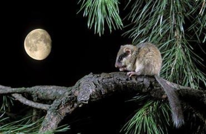 Ceriale: alla ricerca di animali notturni con il Museo "Silvio Lai"