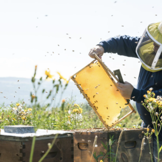 Regione, approvato il Bando di attuazione del Programma Nazionale di Interventi a favore dell'apicoltura
