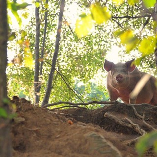 Zootecnia, dalla Regione Liguria 600mila euro per il benessere animale