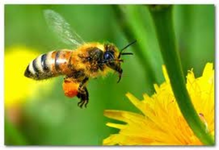 Come diventare apicoltore? Un corso all'Ortofrutticola di Bastia d'Albenga