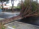 Albenga, via Einaudi ancora chiusa al traffico dopo la caduta del pino