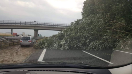 Maltempo sulla Granda, albero cade sulla Torino-Savona nei pressi di Cervere