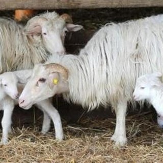 Festa del sacrificio, l'Accademia Kronos: "Dove sono le associazioni animaliste?"