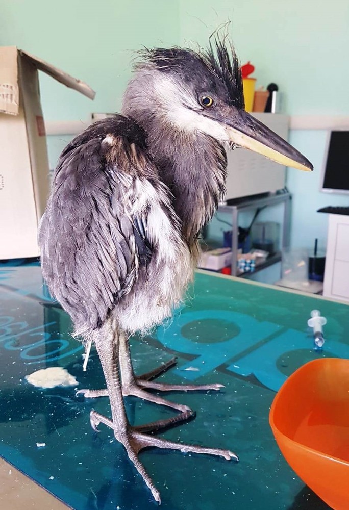 Cosseria, un airone cenerino recuperato dai volontari della Protezione Animali savonese Cosseria, un airone cenerino recuperato dai volontari della Protezione Animali savonese