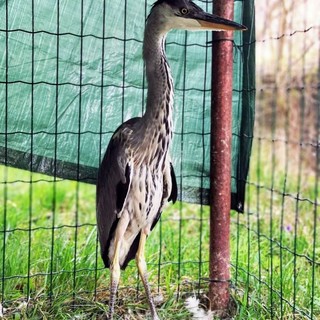 Savona, l'Enpa soccorre un giovane airone cenerino caduto dal nido (FOTO)