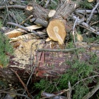Alberi abbattuti a Spotorno: raccolta firme per ripiantarli