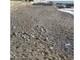 Albenga, al via i lavori stagionali di ripascimento degli arenili
