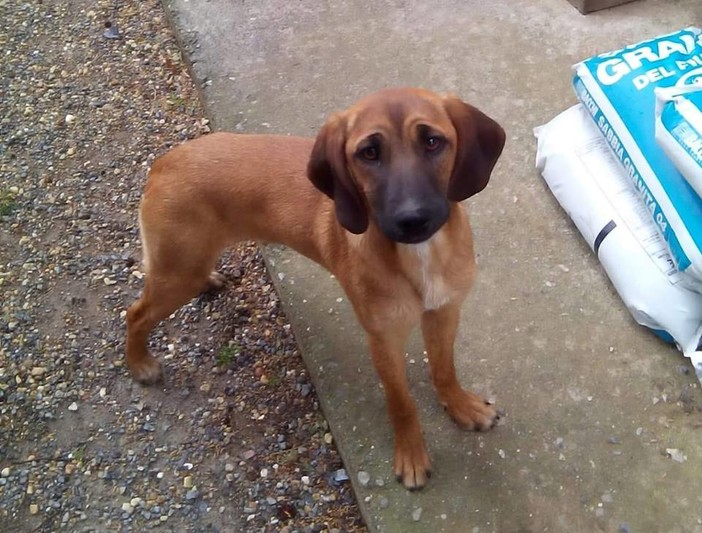 Immagine tratta dalla pagina Facebook "Adottaliguria"