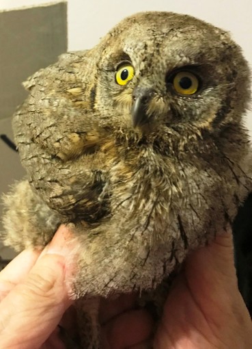 Allerta Enpa: "Piovono assioli e civette" Allerta Enpa: "Piovono assioli e civette"