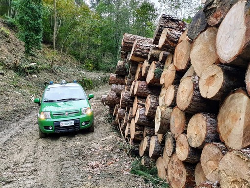 Verifiche e controlli dei forestali in Val Bormida. Multa da 5mila euro ad un boscaiolo per taglio fuori calendario