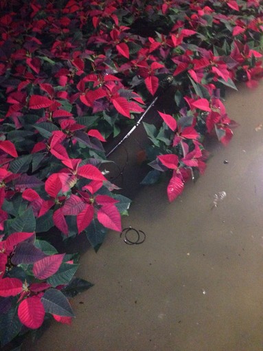 Alluvione e risarcimento danni imprese agricole, Paita: "Frutto del lavoro Regione e associazioni categoria"