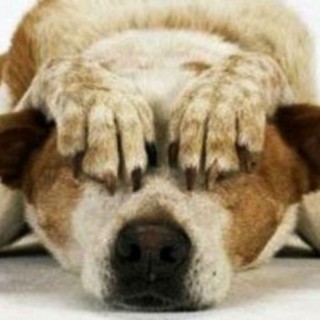 Attenzione ai botti di fine anno: le raccomandazioni di Enpa per proteggere gli animali