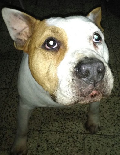 Argo cerca una nuova famiglia: l'appello dall'ENPA di Savona