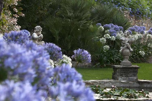 Alassio: è in fiore la collezione di agapanti