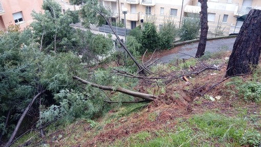 Savona, alberi pericolanti in via Quintana: chiusa la strada