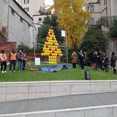 Savona, inaugurato ai giardini Isnardi l'albero di Natale fatto di caschi da lavoro Savona, inaugurato ai giardini Isnardi l'albero di Natale fatto di caschi da lavoro