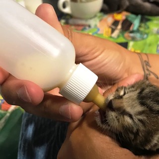 Savona, gattina di pochi giorni salvata dall'allagamento in via Don Minzoni