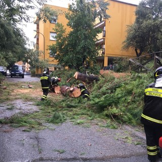 Celle, albero cade in via Primo Maggio: intervento dei vigili del fuoco