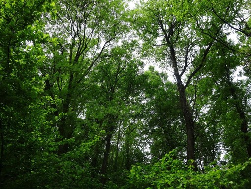 Giornata internazionale delle foreste: perché è una ricorrenza da celebrare