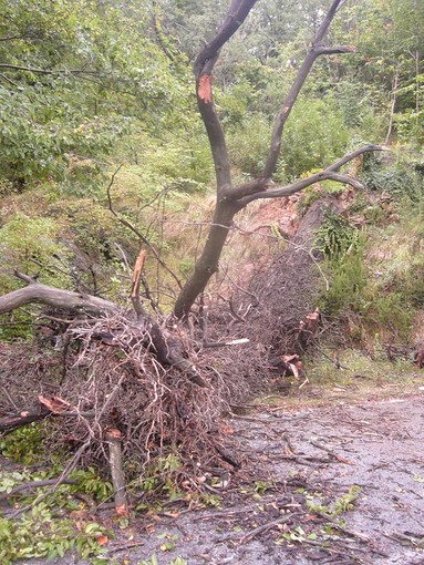 Terminata l'allerta meteo, l'aggiornamento di ANAS sulla situazione delle strade liguri Terminata l'allerta meteo, l'aggiornamento di ANAS sulla situazione delle strade liguri