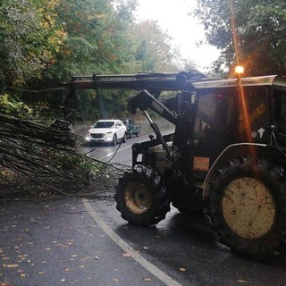 Maltempo: albero crolla sulla Provinciale 11 a Plodio