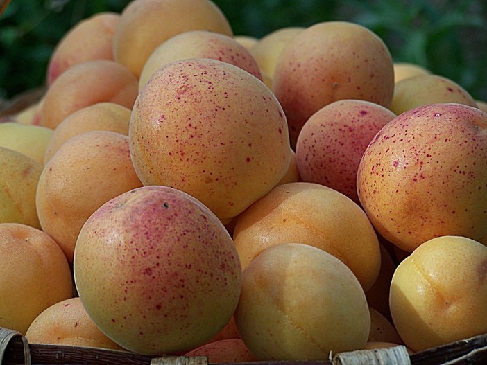 Ladri di albicocche in Val Maremola: razziati oltre 40 kg di frutta
