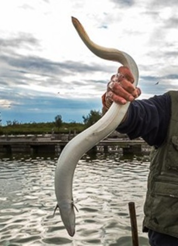 L'appello dell'OSA: "Festeggiamo un Natale sostenibile senza uccidere animali" L'appello dell'OSA: "Festeggiamo un Natale sostenibile senza uccidere animali"