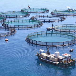 Pesca e acquacoltura, via libera al Bando per coprire gli extracosti delle imprese per tensioni in Medioriente