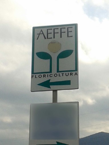 Albenga, fallimento della ditta Aeffe Floricoltura, Botta: "Non è scontato l'esercizio provvisorio dell'attività, siamo in fase di valutazione" Albenga, fallimento della ditta Aeffe Floricoltura, Botta: "Non è scontato l'esercizio provvisorio dell'attività, siamo in fase di valutazione"