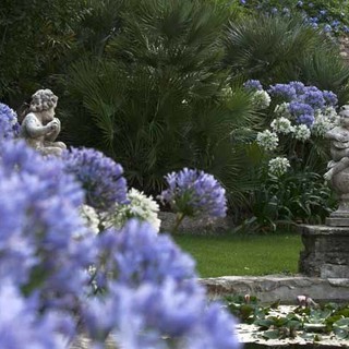 Alassio: è in fiore la collezione di agapanti
